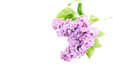 Fresh lilac flowers