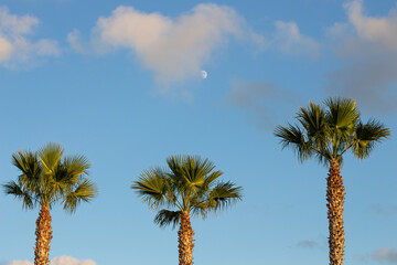Luna, nubes y tres palmeras con cielo azul