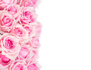 Fototapeta na wymiar border of pink garden roses