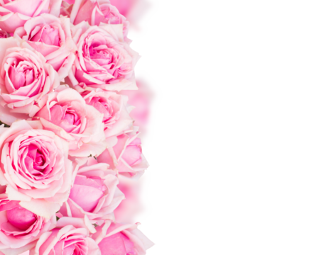 border of  pink garden roses