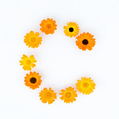 Letter C is made of natural real calendula flowers. Flower Alphabet on a white background