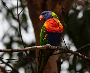 Australian parrot in Sydney
