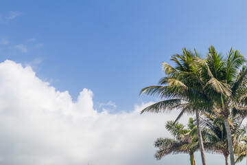 Obraz na płótnie Canvas Palm trees against blue sky white clouds