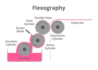 Vector schematic illustration of flexographic printing technique isolated on a white background. Flexo printing press or machine, flexography. Fountain, anilox, plate, and impression cylinders.