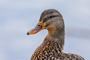 Close up portrait of a female mallard duck, a brown bird. Blue water in the background.