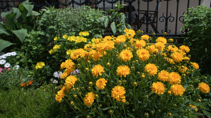 Fototapeta na wymiar Coreopsis grandiflora or large-flowered tickseed yellow flowers in the garden design.