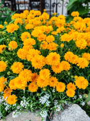 Coreopsis grandiflora or large-flowered tickseed yellow flowers in the garden design.