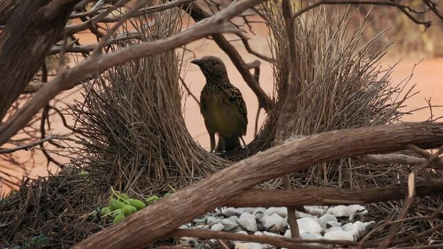 Western Bowerbird - Chlamydera guttata  endemic bird of Australia in Ptilonorhynchidae, brown with spots with a pink erectile crest on the nape, male constructs elaborate bower to attract females.