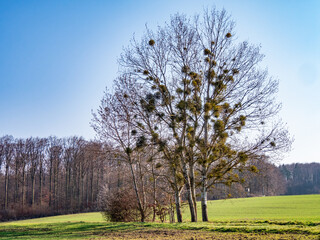 Baum mit vielen Misteln