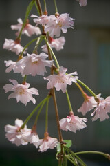 spring pink weeping higan cherry blossoms sakura hanami viewing
