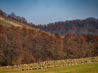 Fototapeta na wymiar Gr0ße Herde Schafe auf einer Weide
