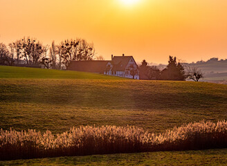 Schilfgürtel in malerischer Landschaft