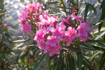 Bright pink flowers of Oleander common on green bushes near the lake. Landscape design of the park