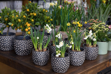 Fototapeta na wymiar Variety of potted beautiful white and yellow Daffodils Narcissus at greek garden shop in spring.