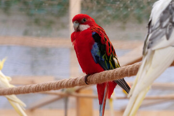Colorful parrots sit on a rope in an aviary for birds