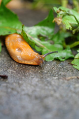Yellow slug crawls on wet asphalt after rain