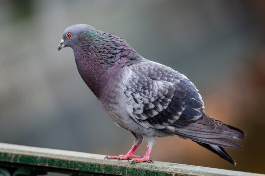 Close up image of a greyish, purple and blue domestic pigeon with an orange eye and pink legs perching on a green railing. Blurry background.