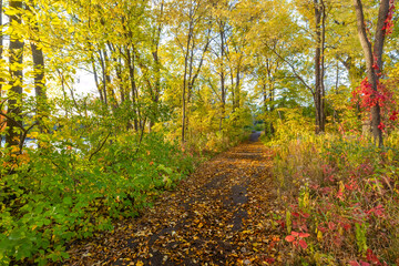Fototapeta premium Beautiful park walking path in colorful fall autumn foliage