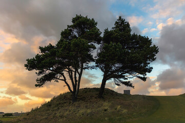 Obraz premium Silhouette of a tree during a dramatic sunset