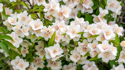 Blooming jasmine shrub in the garden. White flowers.