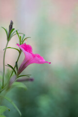 pink flower on a green stem on a blurred background