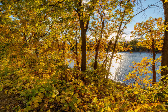 Beautiful fall foliage along the Mississippi River near Minneapolis Minnesota in Autumn
