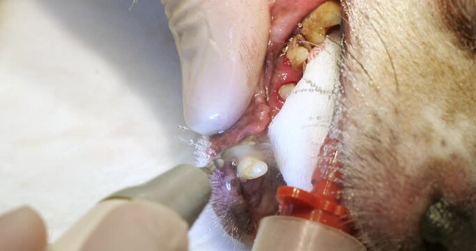 Close-up. The doctor's hand is cleaning the teeth of a dog under anesthesia. Smotatologichesky survey and cleaning of teeth of a dog from a stone in a mouth. The concept of dental health in pets.