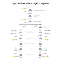 Glycolysis biochemistry science vector illustration diagram - obrazy, fototapety, plakaty