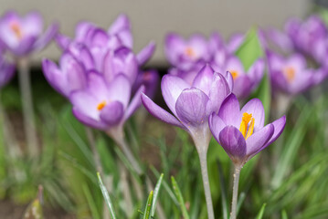 Close-up of multiple crocus flowers in bloom against vibrant gray background - 578123668