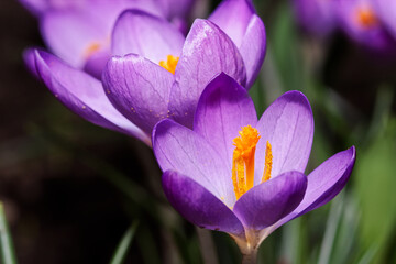 Close-up of purple crocus flower in bloom. Macro photography - 578123683