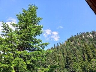 mountains and forest blue sky 