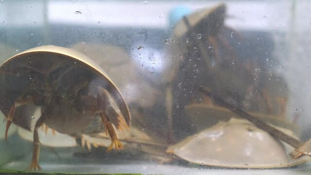 Alive horseshoe crab inside the tank at seafood market. Close-up alive seafood.