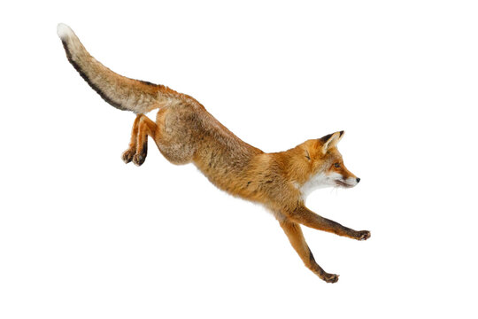 Fototapeta Fox long jump. Red fox, Vulpes vulpes, isolated on transparent background. Wild vixen hunting in winter forest. Orange fur coat animal. Clever beast with fluffy tail. Action wildlife. Cute fox.