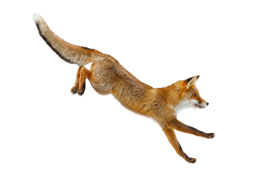 Fox long jump. Red fox, Vulpes vulpes, isolated on transparent background. Wild vixen hunting in winter forest. Orange fur coat animal. Clever beast with fluffy tail. Action wildlife. Cute fox.