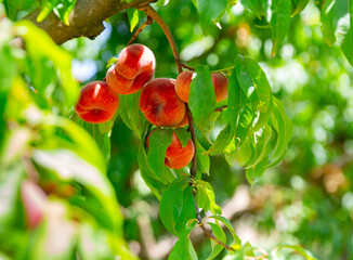 Ripe organic flat peaches growing on tree in orchard at sunny day © JackF