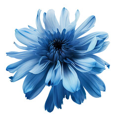 Blue flower isolated on white background, png with transparency  - obrazy, fototapety, plakaty