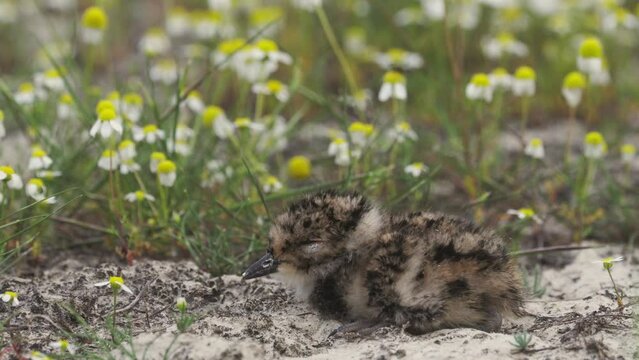 European Shoveler Vanellus Vanellus chick in a chamomile field with a beautiful background. Tiny cute. Close up image