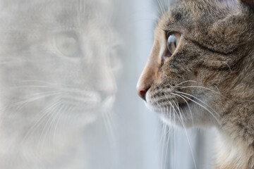 Gray, domestic cat  ( European Shorthair) staring at its reflection.