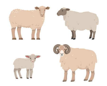 Set of male and female farm animals. Sheep, ram and lamb icons. Wool and meat production. Sheeps in different poses isolated on white background. Vector flat or cartoon illustration.