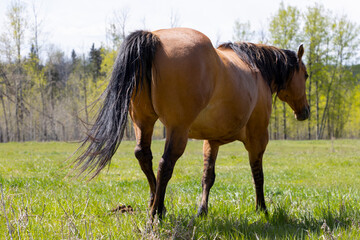 horse in the meadow walking away from camera with butt towards us