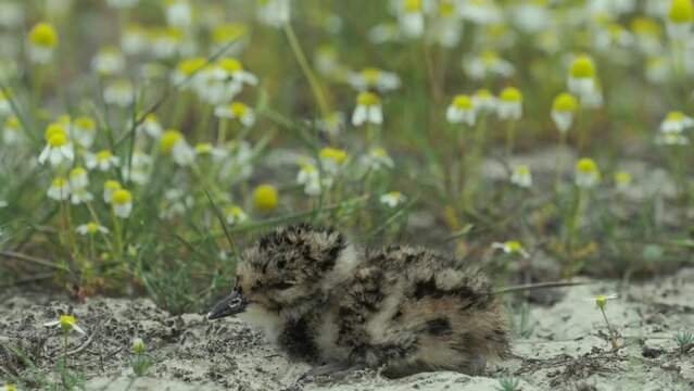 European Shoveler Vanellus Vanellus chick in a chamomile field with a beautiful background. Tiny cute. Close up image