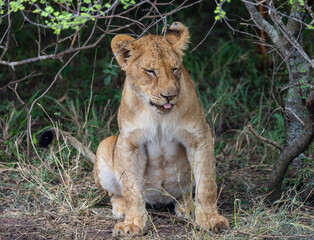 lion cub in the grass