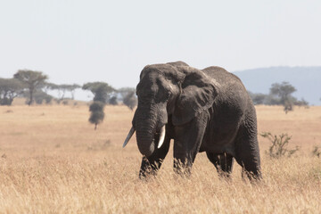 Fototapeta na wymiar A lone female elephant walks through the Savannah plains of Serengeti National park.