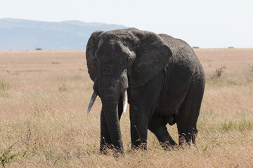 Fototapeta na wymiar A lone female elephant walks through the Savannah plains of Serengeti National park.