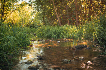 Forest stream
