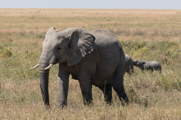 A large female elephant walks through the Savannah plains of Tanzania. Her calves are playing in the background.