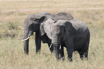 A pair of African elephants walk through the Savannah plains of the Serengeti.