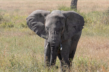 Fototapeta premium A lone female elephant walks through the Savannah plains of Serengeti National park.