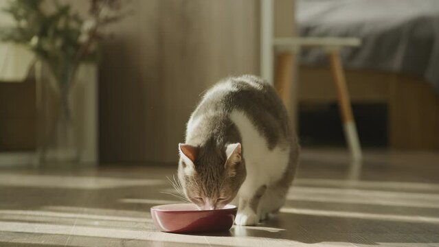 Domestic cat eating food, tabby short hair feline tasting meal
