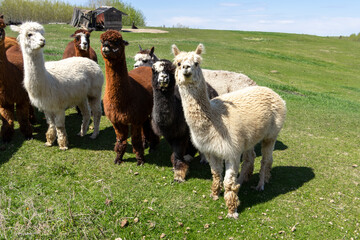 group of alpacas smiling for the camera in green pasture